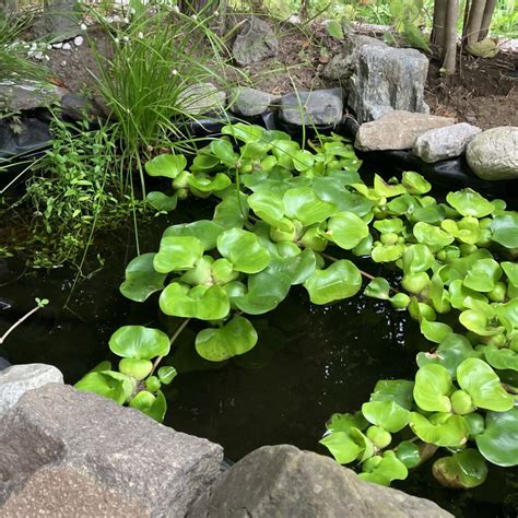 風水 池|敷地内に池をつくるのは風水ではNG？知りたい風水の本当のこと